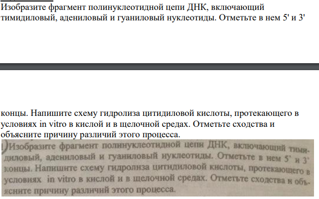 Изобразите фрагмент полинуклеотидной цепи ДНК, включающий тимидиловый, адениловый и гуаниловый нуклеотиды. Отметьте в нем 5' и 3' концы.