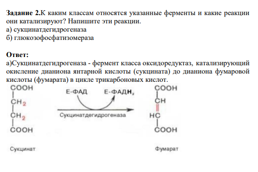Задание 2.К каким классам относятся указанные ферменты и какие реакции они катализируют? Напишите эти реакции. а) сукцинатдегидрогеназа б) глюкозофосфатизомераза