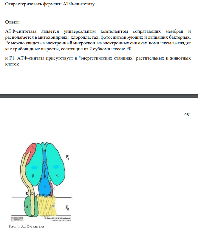Охарактеризовать фермент: АТФ-синтетазу.