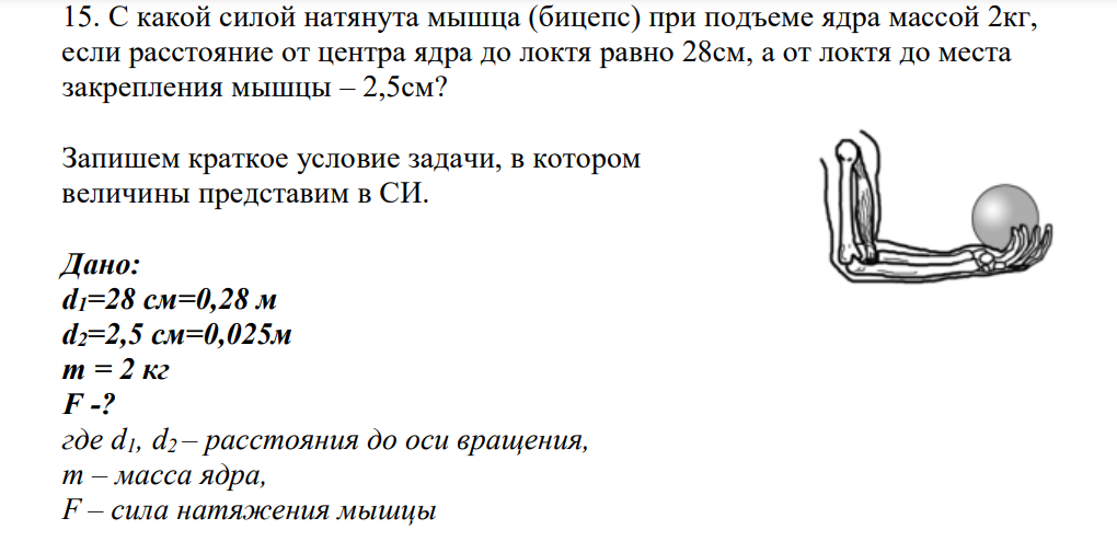 С какой силой натянута мышца (бицепс) при подъеме ядра массой 2кг, если расстояние от центра ядра до локтя равно 28см, а от локтя до места закрепления мышцы – 2,5см?