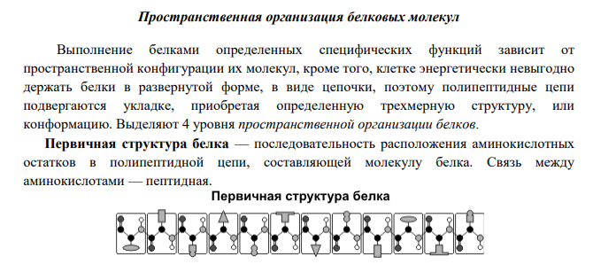 Белки. Строение, свойства. Качественные реакции на белки.