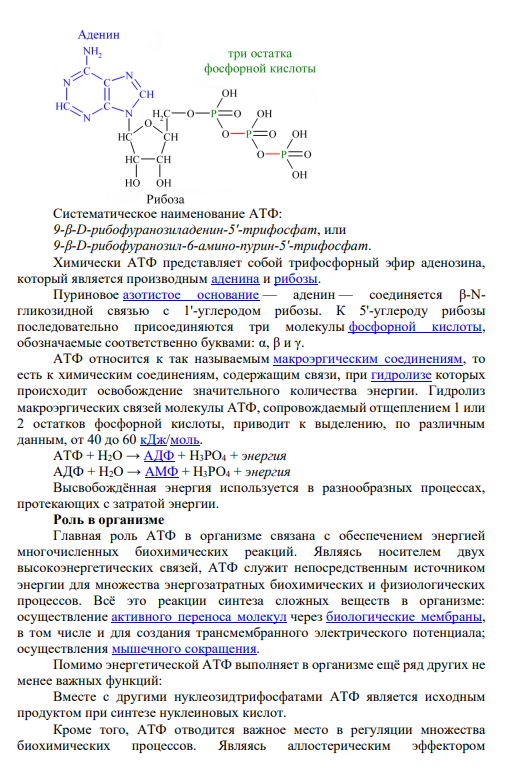 Задание № 146 АТФ, химическая природа. Роль в обмене углеводов.