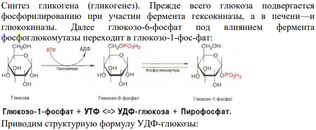 Опишите этапы синтеза гликогена в организме.