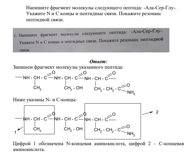 Напишите фрагмент молекулы следующего пептида: -Ала-Cep-Глу-. Укажите N и С концы и пептидные связи.