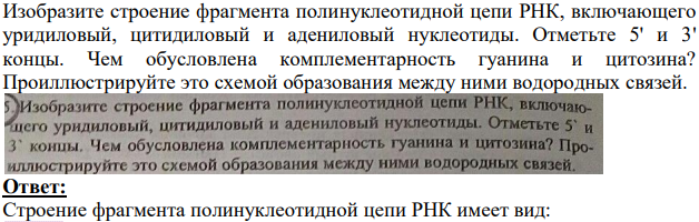 Изобразите строение фрагмента полинуклеотидной цепи РНК, включающего уридиловый, цитидиловый и адениловый нуклеотиды. Отметьте 5' и 3' концы.