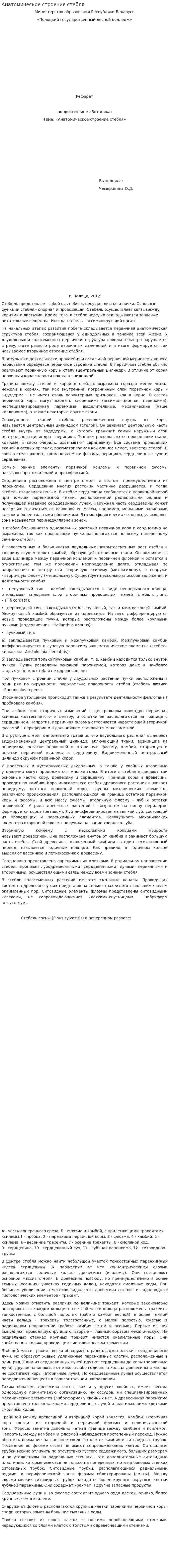 Анатомическое строение стебля. 2