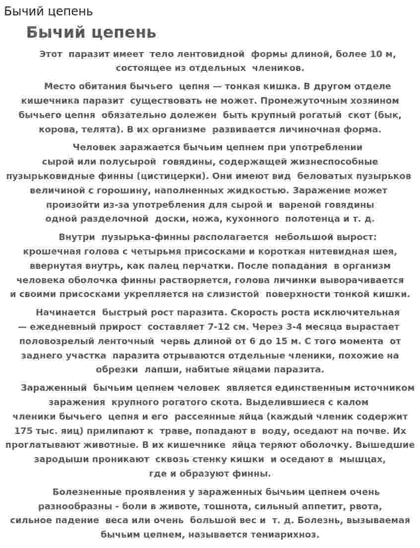 Бычий цепень