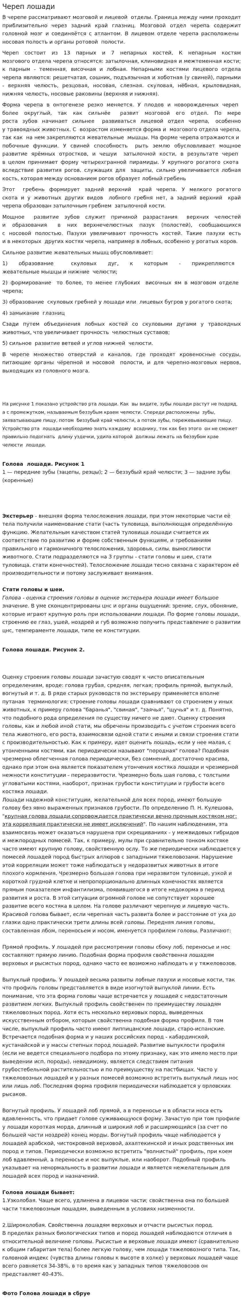 Череп лошади