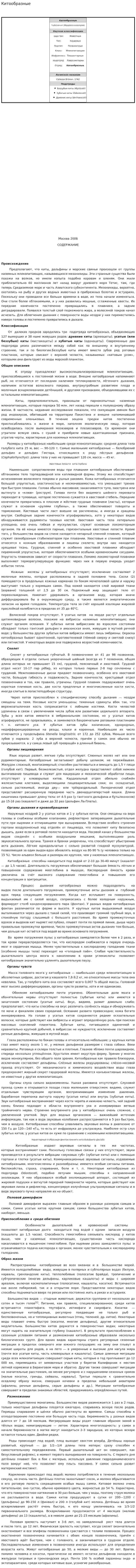 Китообразные