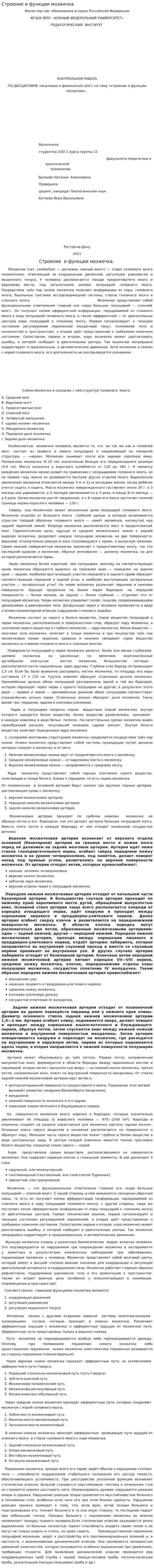 Строение и функции мозжечка