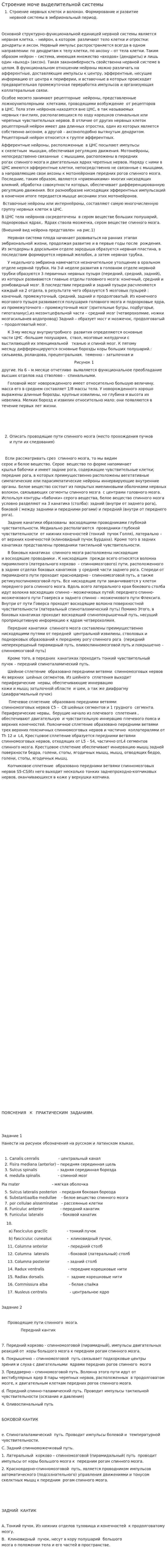 Строение моче выделительной системы