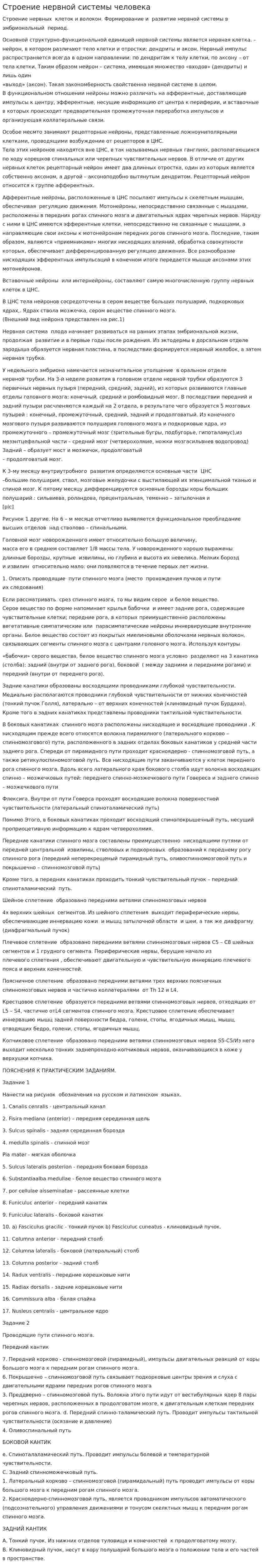 Строение нервной системы человека